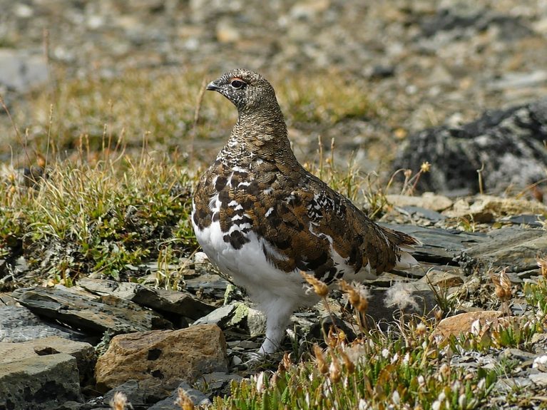 A white-tailed ptarmigan at the top of Whistler mountain. The "snow chickens" were very well camoflaged among the heather and scree.