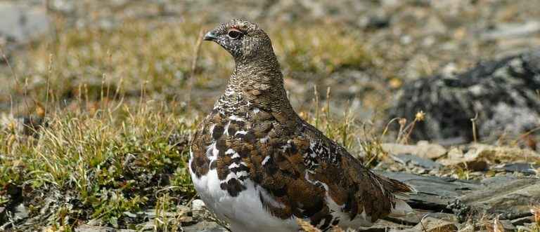 A white-tailed ptarmigan at the top of Whistler mountain. The "snow chickens" were very well camoflaged among the heather and scree.