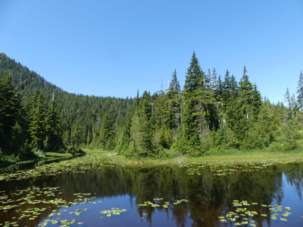 Yew lake is great for birding on Vancouver's North Shore. Pine, Fir and Cedar forests with old snags, sub alpine lakes and old growth forest.