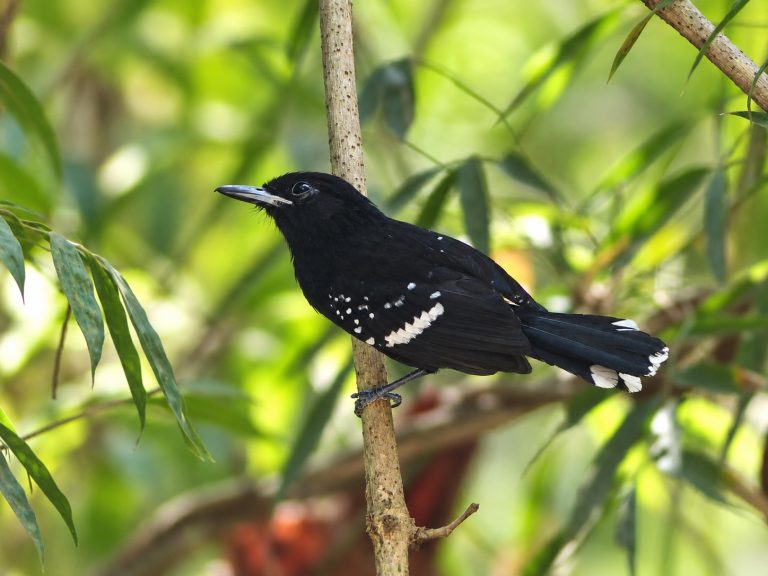 A dot-winged Antwren searches for insects in the lower reaches of the jungle. This bird is almost pure black, except for the white dots on the wing and tail, white barring and grayish bill.