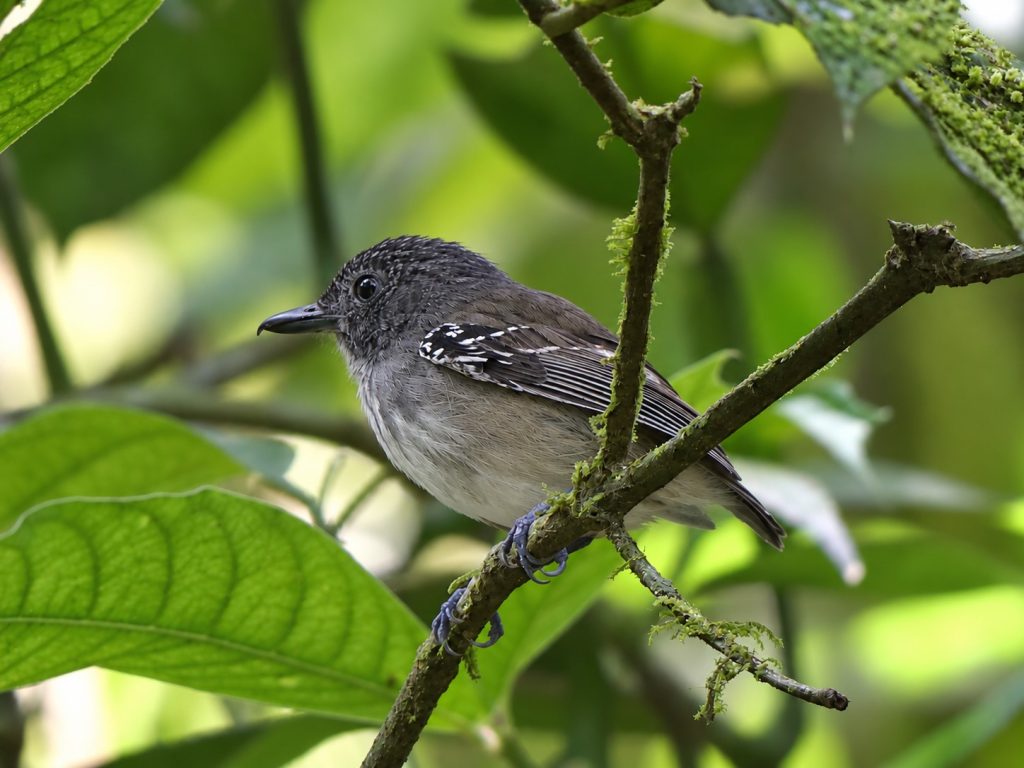 A Streak-crowned Antvireo Looks at the leaves next to its perch. This is mostly gray bird with spotted shoulders and a light breast.