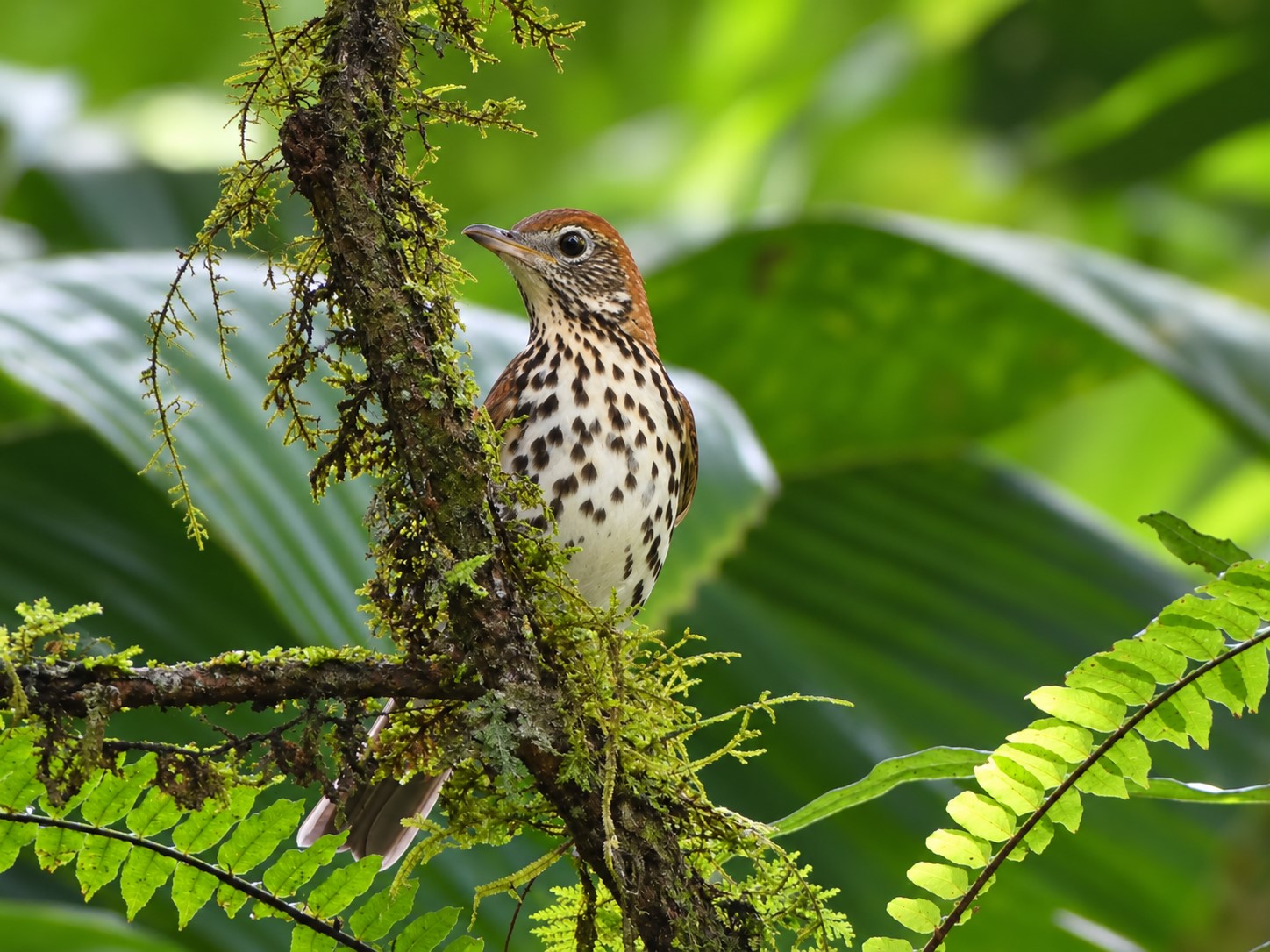 A boldly spotted Wood thrush with a ruddu head and back getting a quick look at the camera. Sitting on a moss covered branch in Mistico Park, Costa Rica