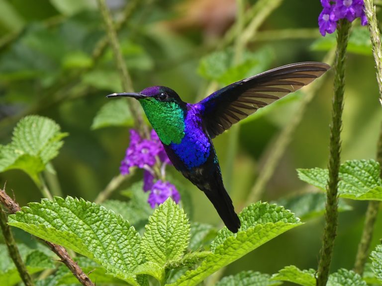 A crowned woodnymph in specatcular colors. Irridecent Blues and violet colors make this bird stand out against the green leaves.