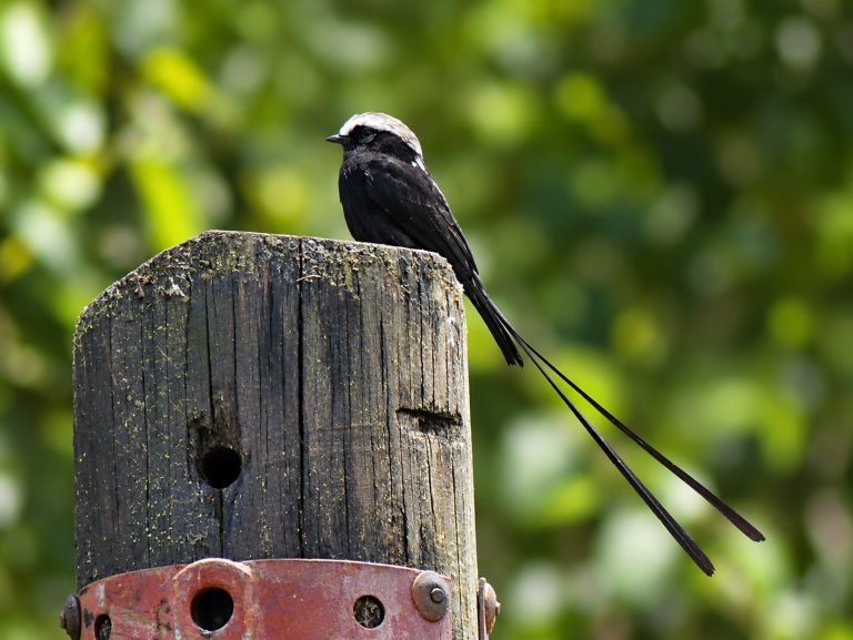 A long-tailed tyrant sitting on a wood post with its two skinny tail feathers splayed out behind and below it.